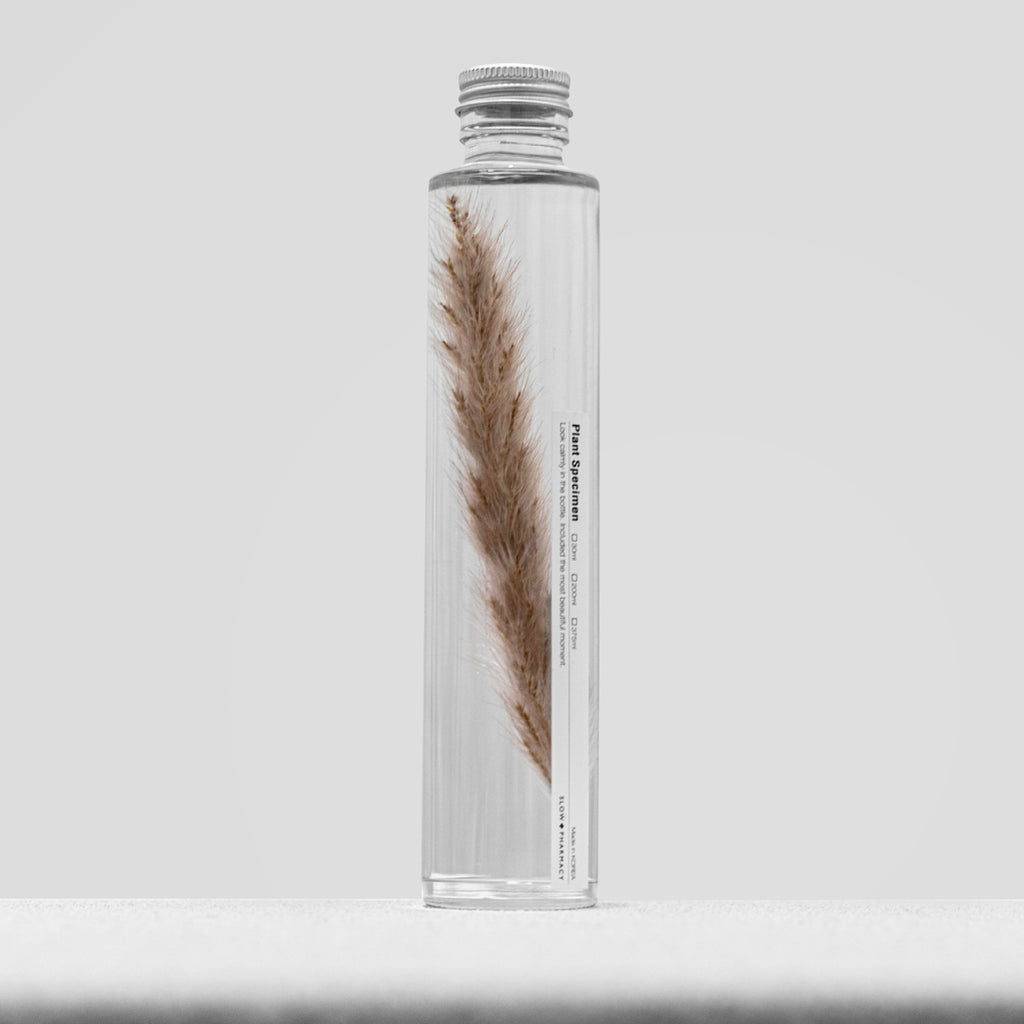 SLOW PHARMACY Bottle Plant Specimen 026 | Fountain Grass