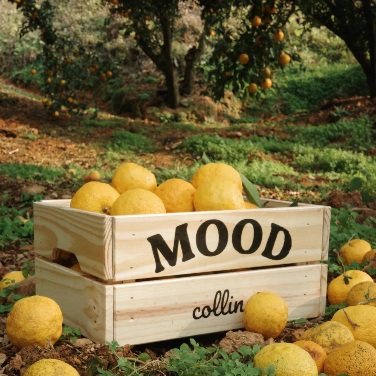 Collins Mood Water | Namhae Yuja