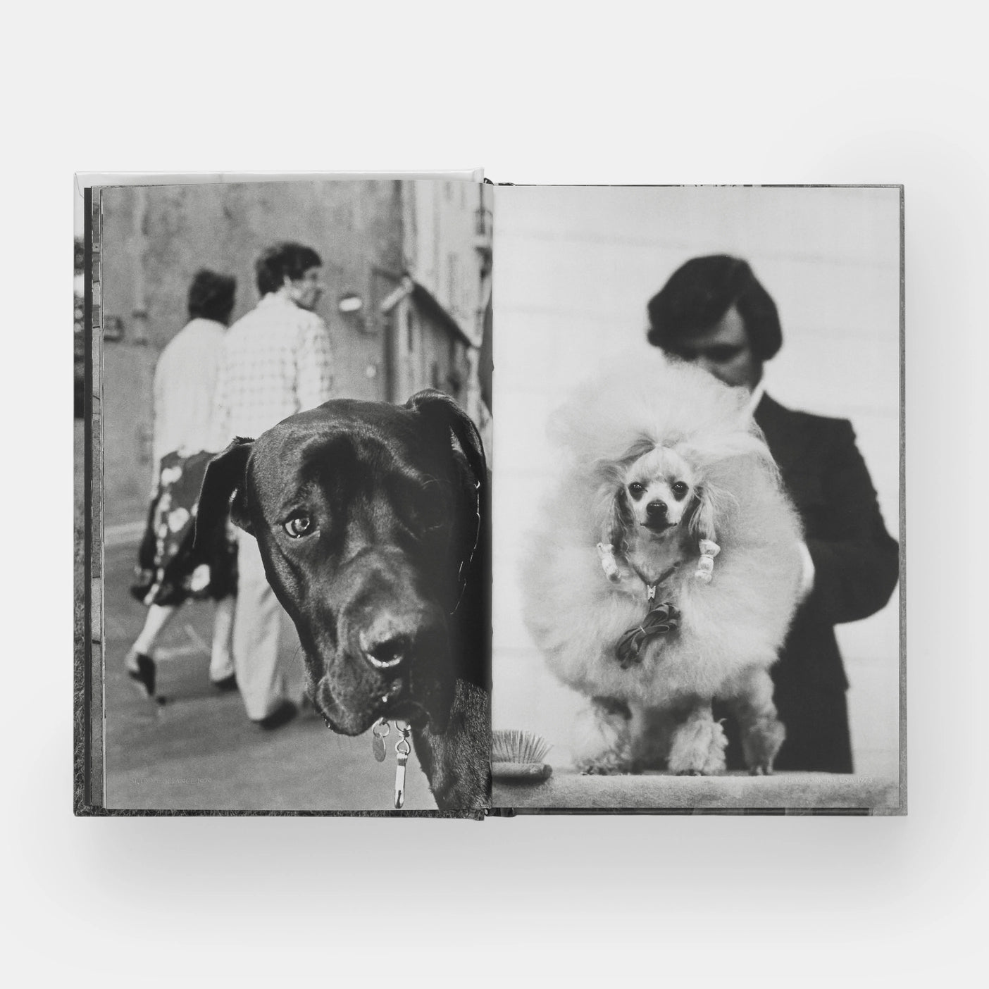 Dog Dogs | Elliott Erwitt with text by P G Wodehouse