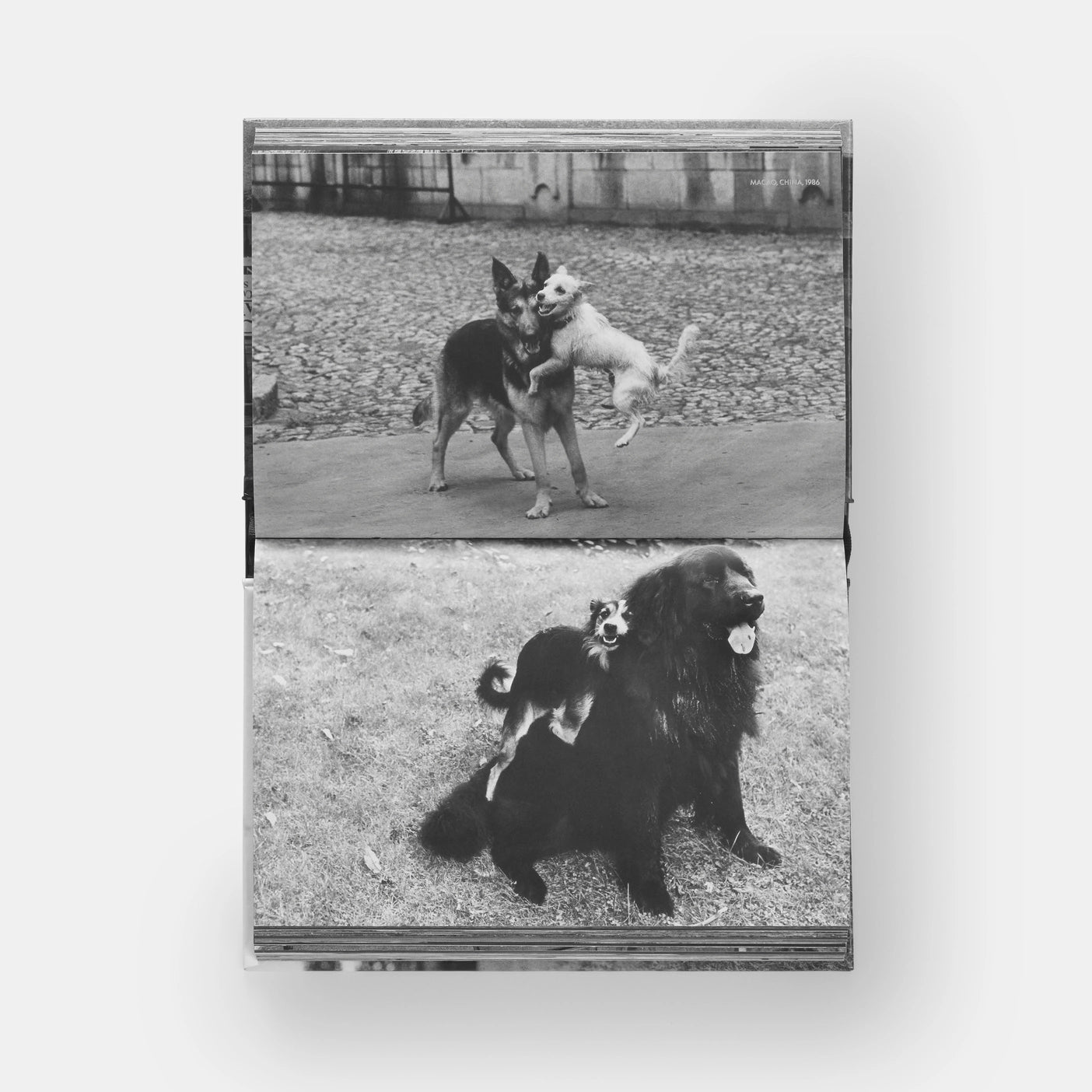 Dog Dogs | Elliott Erwitt with text by P G Wodehouse