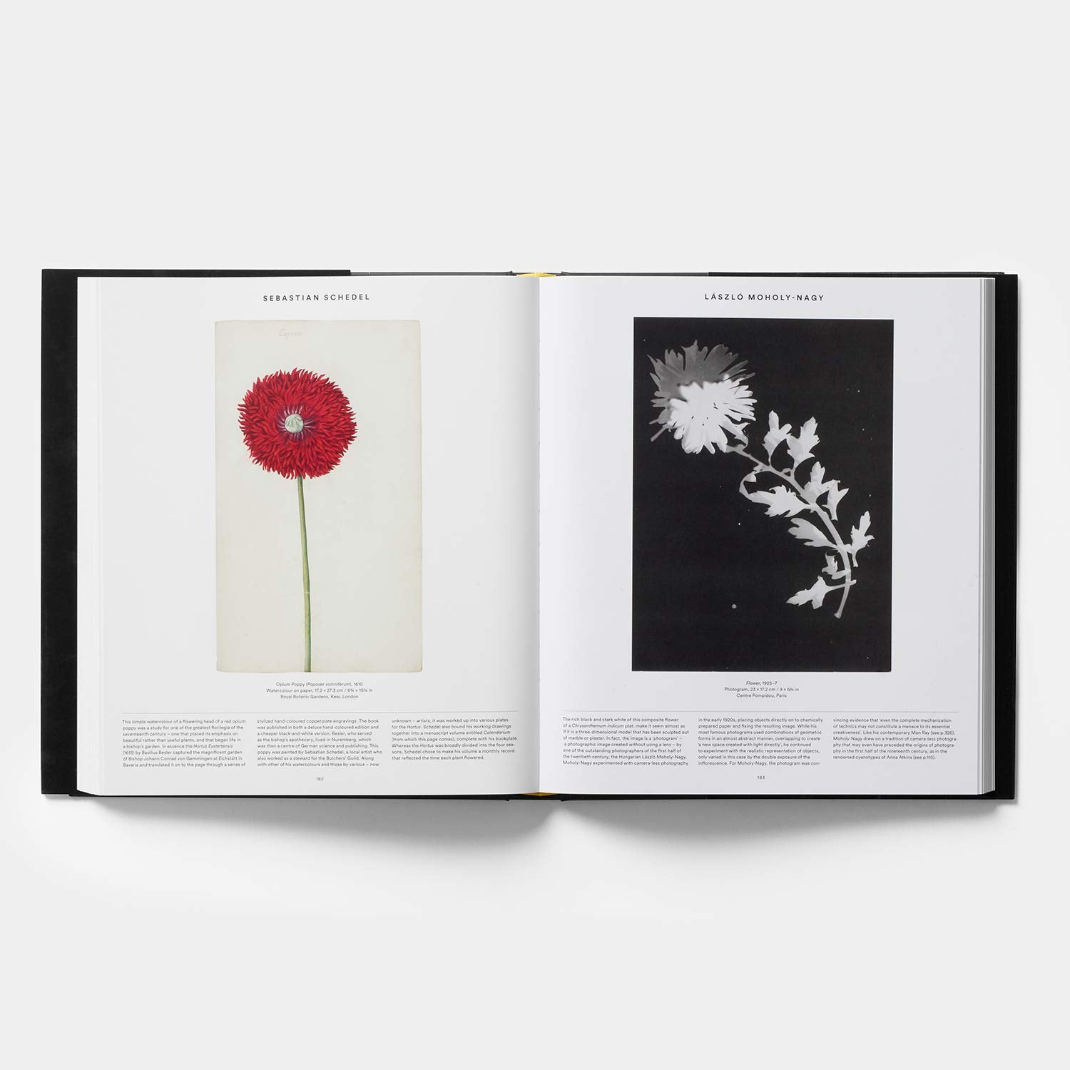 PLANT: Exploring The Botanical World