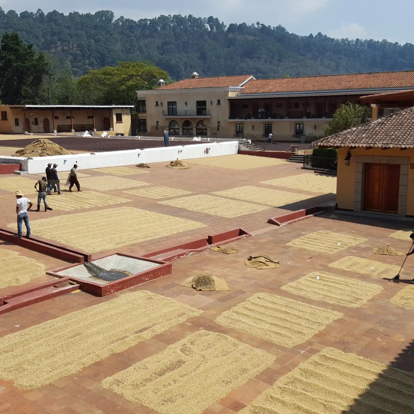 El Decaf Guatemalan Coffee Beans