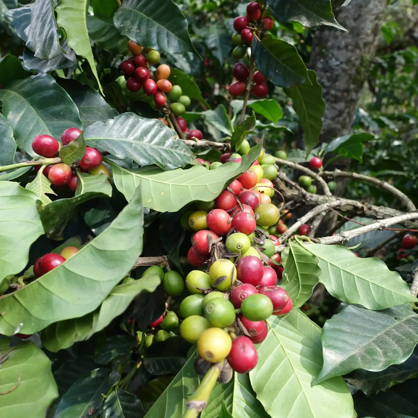 El Decaf Guatemalan Coffee Beans