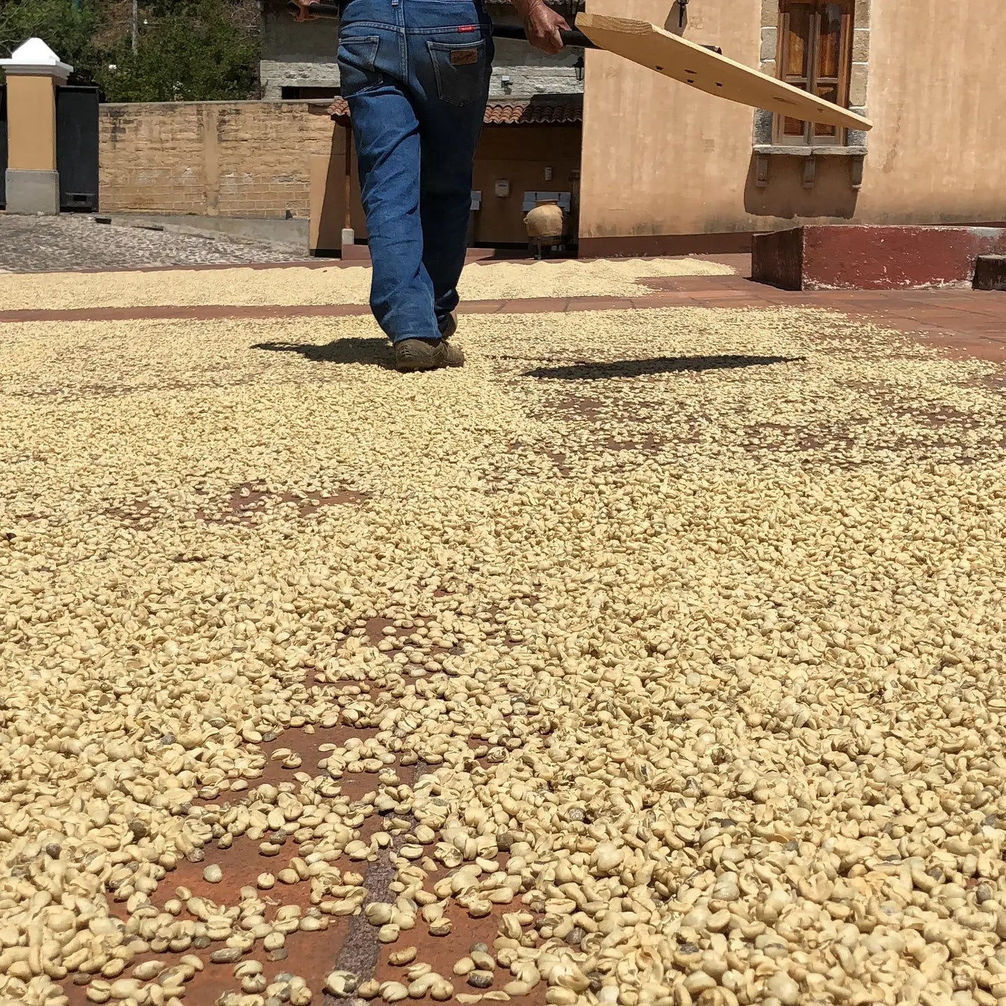Finca La Esperanza | 'Pacamara' Washed Guatemalan Coffee Beans